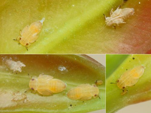 Réf. 230 908 : Ctenarytaina sp.